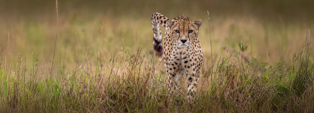 Cheetah on the Masai Mara