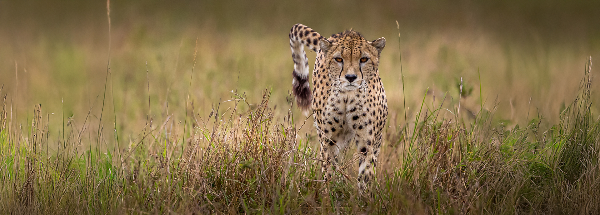 Cheetah on the Masai Mara