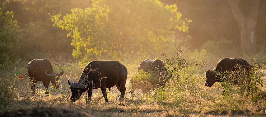 A small herd of African buffalo grazes in golden afternoon light, surrounded by dry bushveld in Mana Pools.