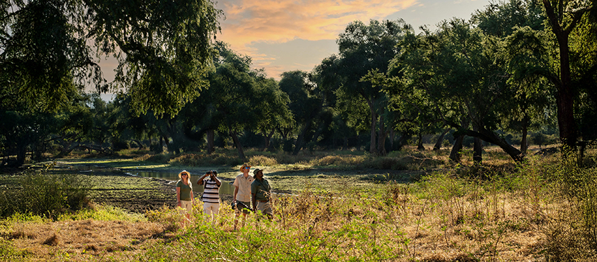 Four guests walk through the golden light of Mana Pools, surrounded by tall trees and seasonal floodplains.
