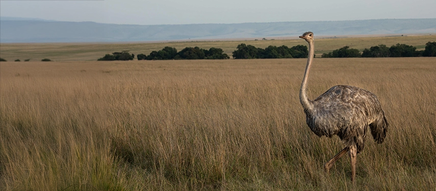 A lone ostrich walking through golden grassland near Mara Expedition Camp in Kenya, with the vast plains of the Maasai Mara stretching into the distance.