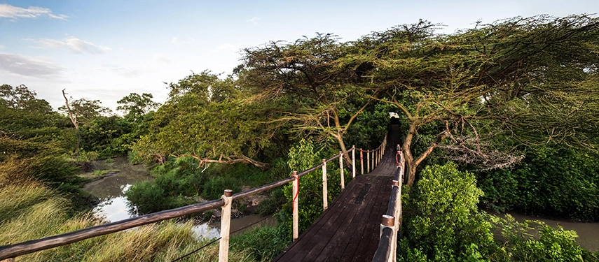 The raised wooden entry bridge leading into Mara Plains in Kenya, crossing a seasonal waterway beneath acacia trees in the Olare Motorogi Conservancy.
