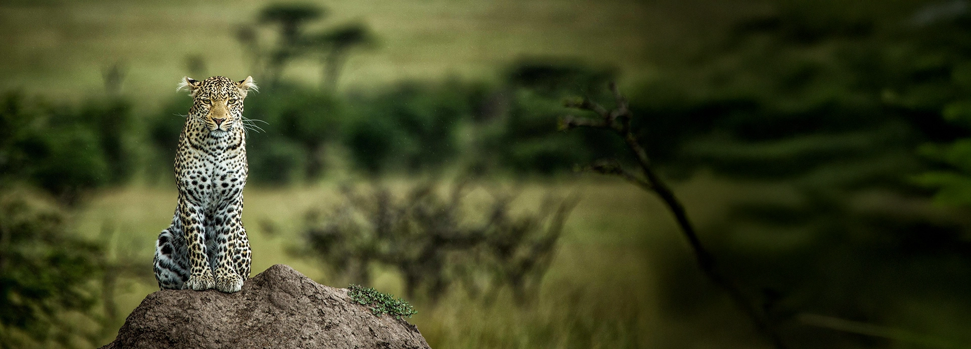 A sullen leopard looks at the camera while sitting on a termite mound in Kenya's Maasai Mara