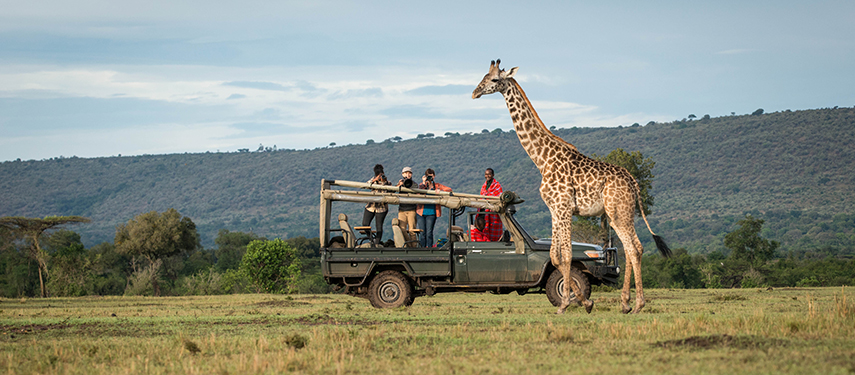 A giraffe walks past a safari vehicle with guests photographing in the Masai Mara.