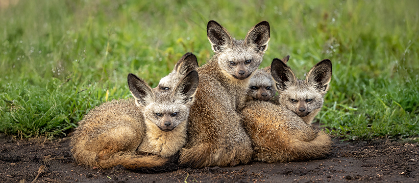 A huddle of bat-eared foxes rests on the damp earth in lush green surroundings.