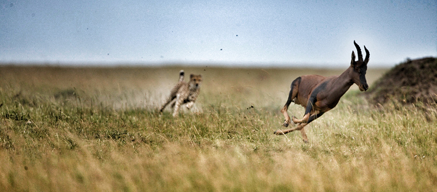 A cheetah chases a topi across the savannah in a high-speed pursuit.