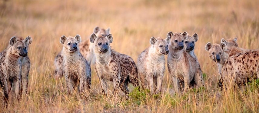 A clan of spotted hyenas stands alert in the golden grasslands of the Masai Mara.