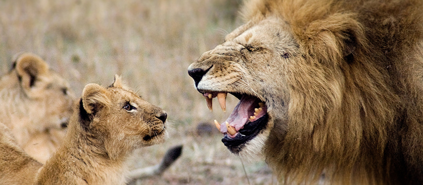 A male lion bares his teeth beside a curious lion cub in an intense interaction.