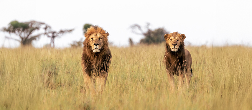 Two male lions gaze forward while standing in tall grass on the open Mara plains.