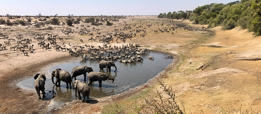 Elephants and plains game gather at a shrinking waterhole during the dry season in the Makgadikgadi landscape.