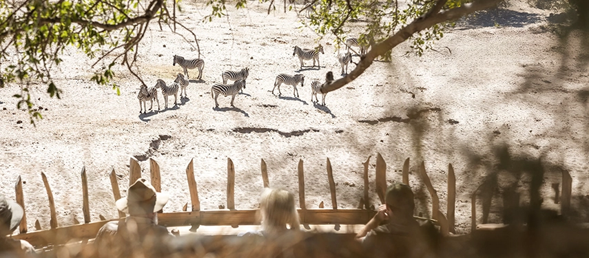 Guests look out over a sunlit salt pan from Moela, watching zebra gather below in the vast Makgadikgadi landscape.