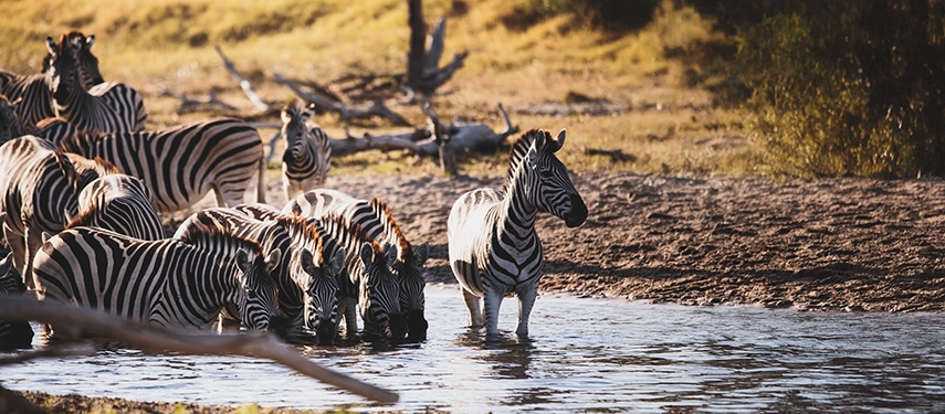 Zebra wade into shallow water at dusk, capturing the rhythm of life and migration in the Makgadikgadi region.