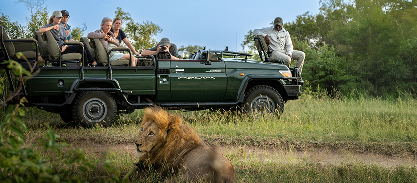 Guests enjoy a close-up lion sighting from a Monwana safari vehicle in the heart of the reserve.