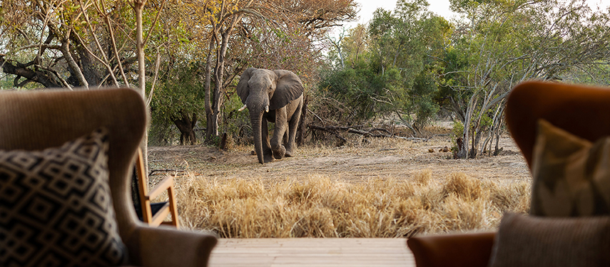 A wild elephant strolls past the lodge deck, seen from the comfort of an armchair inside the suite.