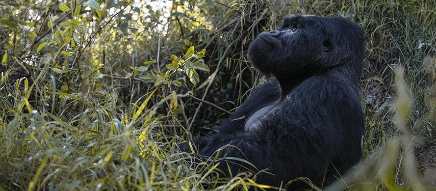Silverback mountain gorilla seated in a clearing, surrounded by dense forest foliage and golden afternoon light.