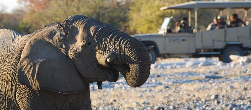 Elephant close to safari vehicle in Etosha National Park