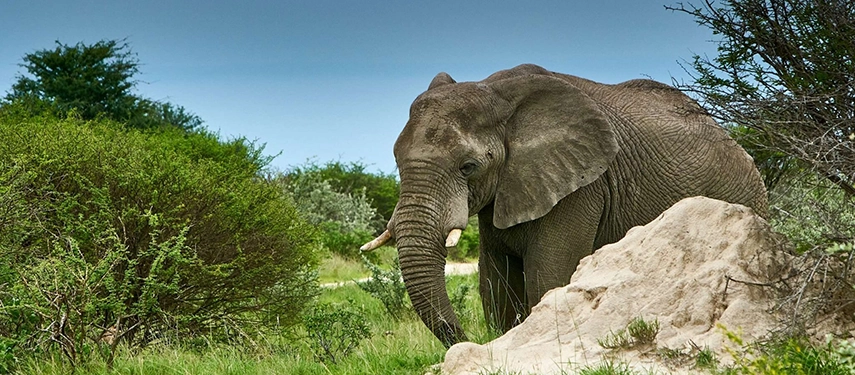 African elephant in green bush near Namutoni