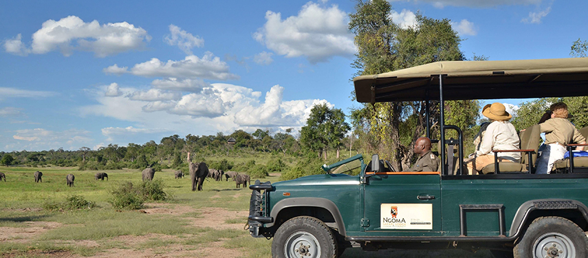 Guests in an open safari vehicle watching a herd of elephants grazing on the open plains under a blue sky.