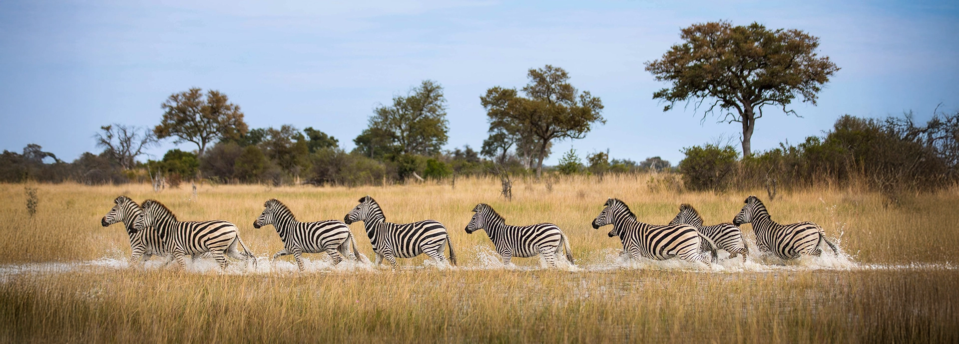 A herd of zebra canter through the reeds and floodwaters of the Okavango Delta