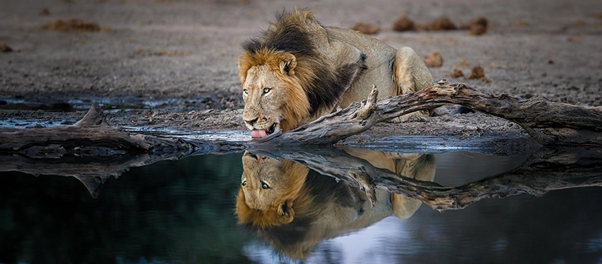 Close-up of a male lion drinking from a waterhole with a clear reflection in the still water.