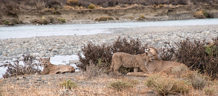 A small group of pumas rests along a riverbank, the adults watchful as young cats nuzzle and play among the shrubs.