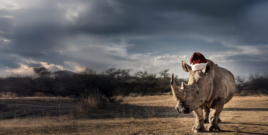 Christmas safari gift ideas. Rhino wearing Santa hat