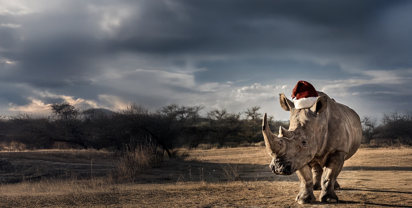 Christmas safari gift ideas. Rhino wearing Santa hat