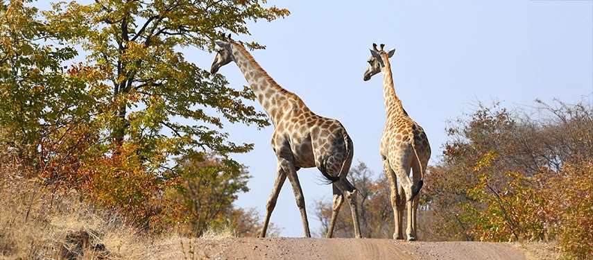 Two giraffes walking across a dirt track in woodland savannah
