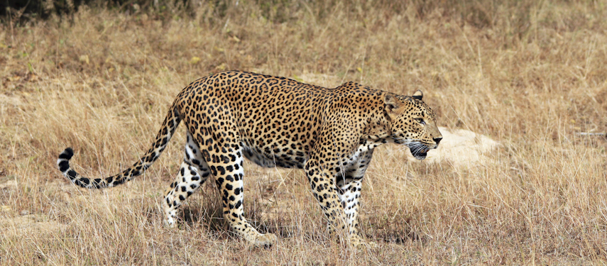 Majestic leopards which can be searched for on safari at Leopard Trails Wilpattu Camp