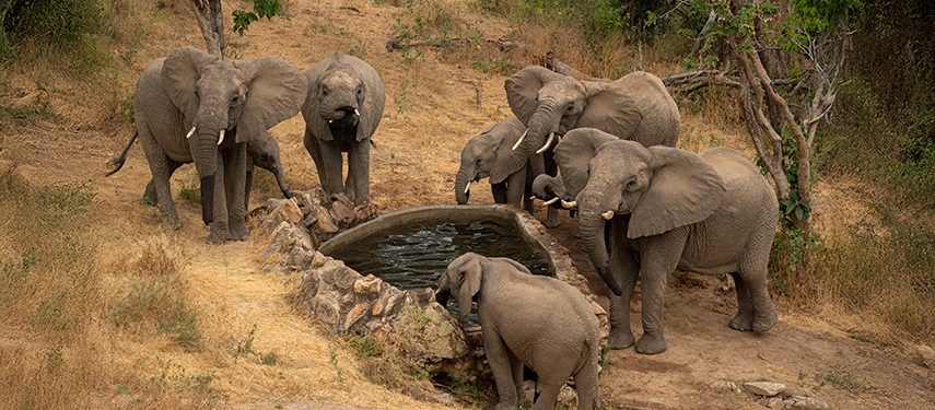 A close-up view of a family of elephants gathered around a stone waterhole in the dry landscape below Sarara Treehouses.