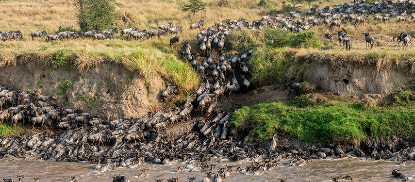 Herds of the Great Migration climb the steep bank of the Mara River in the Serengeti
