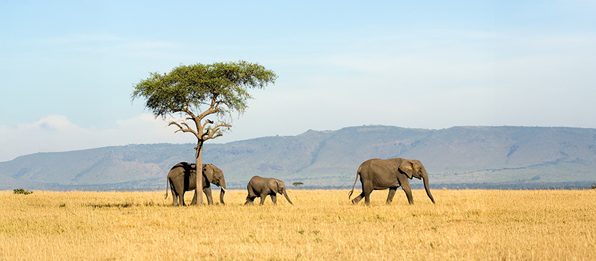 Herd of elephants under a lone acacia tree near Sayari Camp in the northern Serengeti