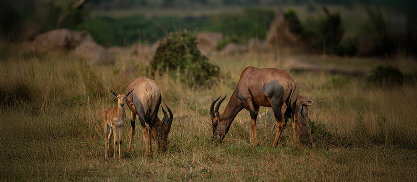 Antelope adults and foal graze on grass in the serengeti, Tanzania