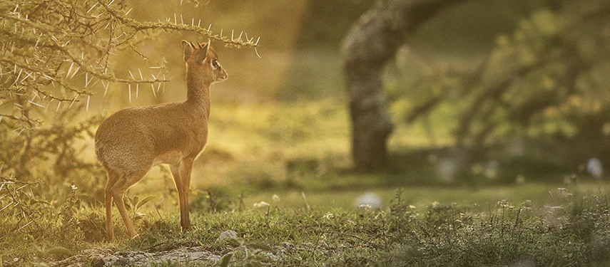 Small dik-dik antelope standing alert among thorny acacia trees, bathed in golden evening light.