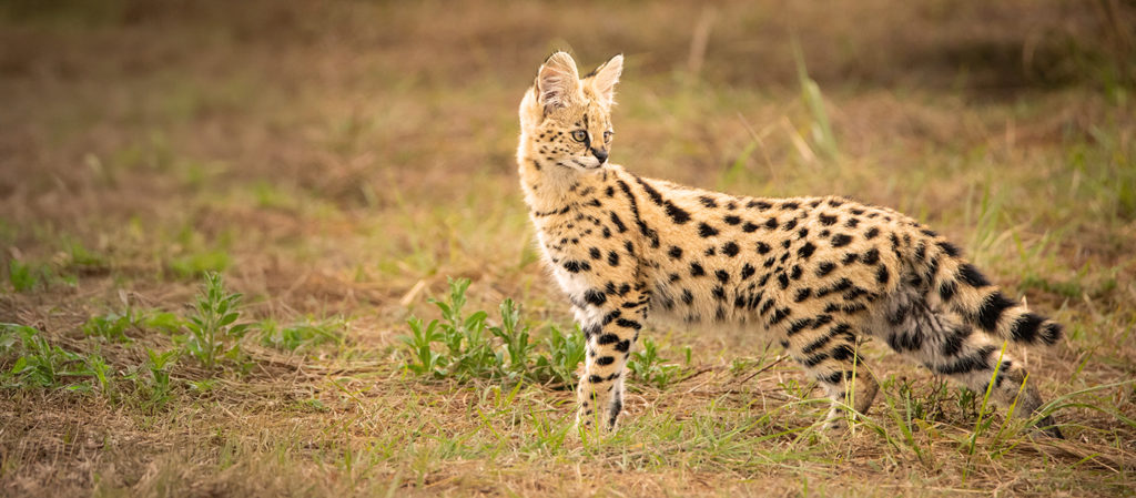 A majestic serval. One of the many cats amongst the wildlife of Zambia.