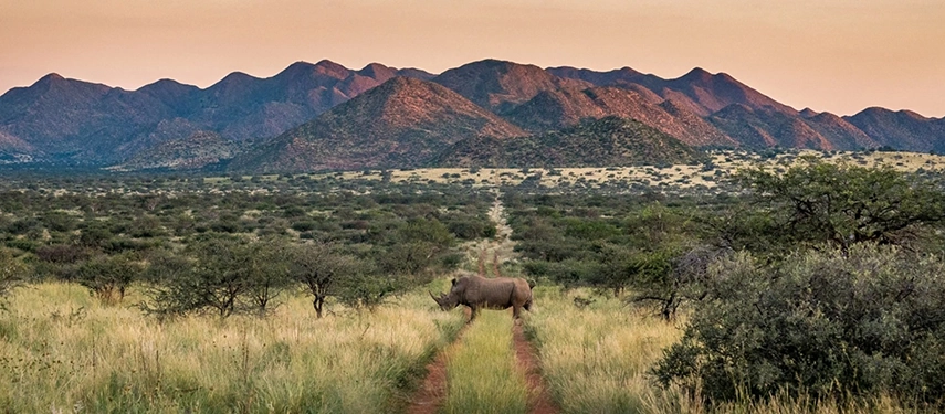 A lone rhino stands on a trail at sunset at Tswalu in the Green Kalahari region of South Africa.