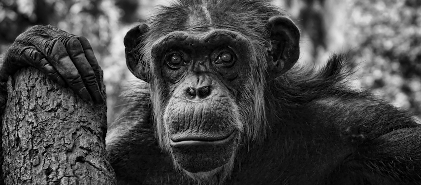 See chimpanzees in the wild at the Mahale Mountains in Tanzania