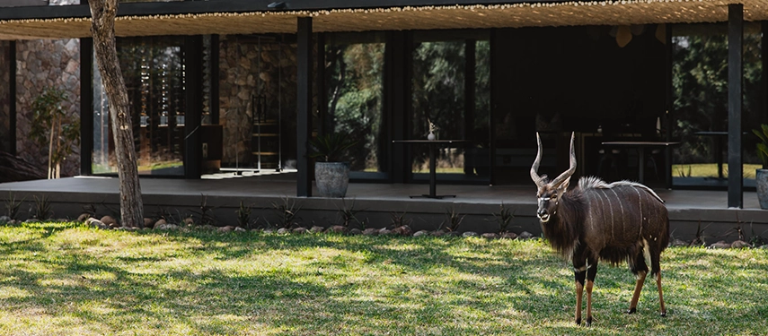 A male Nyala antelope standing on the lawn directly in front of the Tanda Tula main lodge.