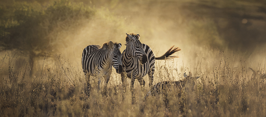 Two zebras nuzzle each other in golden morning light, standing in the tall grass of the savanna.