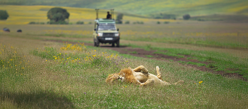 A lion lounges on the plains of the Ngorongoro Crater as a game vehicle looks on