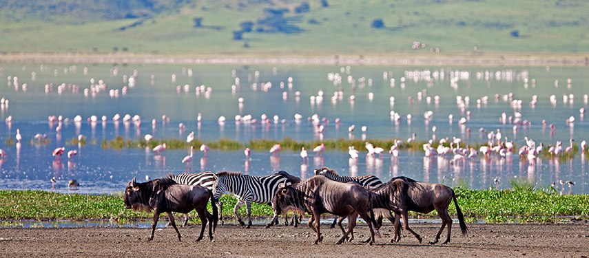 Wildebeest, zebra And Flamingos in the Ngorongoro Crater, Tanzania