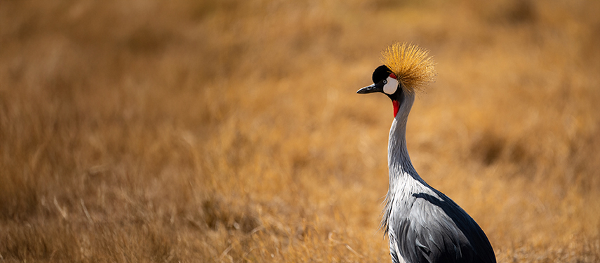A crowned crane in golden grassland near The Highlands camp in Tanzania's Ngorongoro Conservation Area