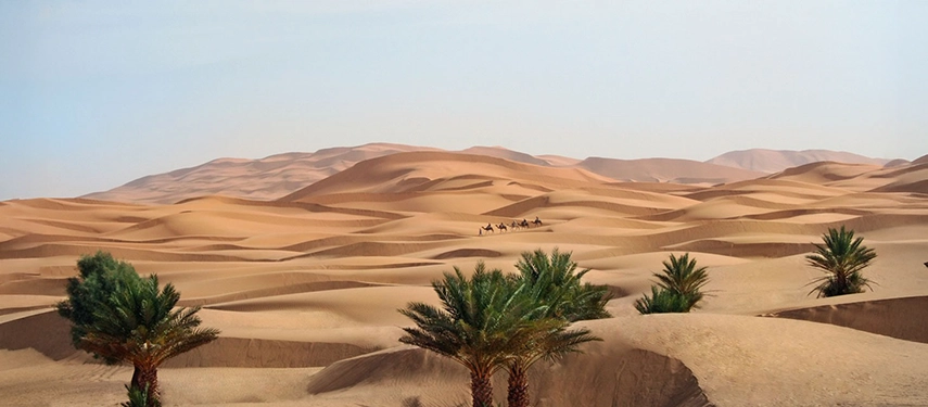 Sweeping view of the Sahara desert with scattered palm oases and a camel caravan crossing the dunes.
