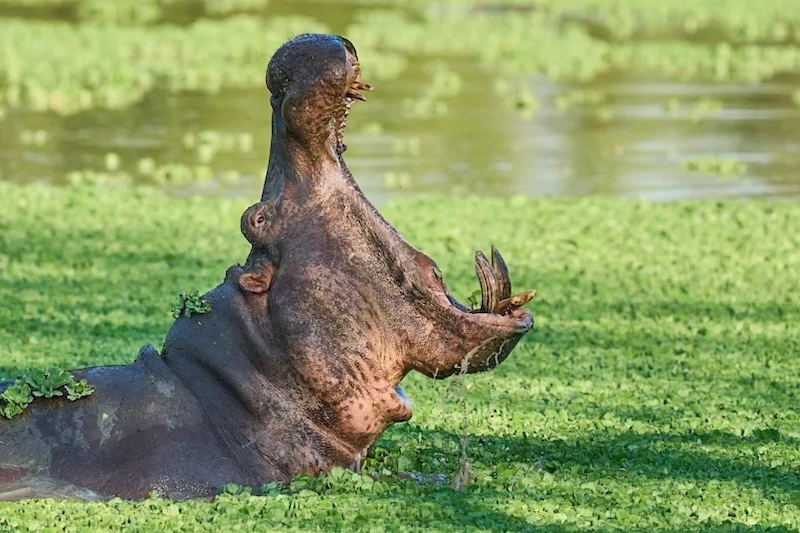 A hippo surfaces among green water plants in South Luangwa National Park, a common wildlife sighting near Time + Tide Luwi Camp.