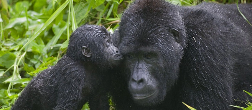 Baby mountain gorilla affectionately nuzzling its mother’s face