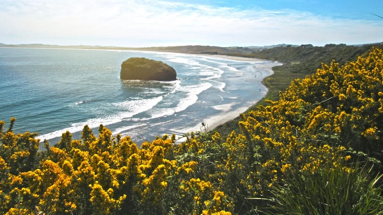 Coastal cliffs and a lone rock formation on a beach fringed with yellow flowers
