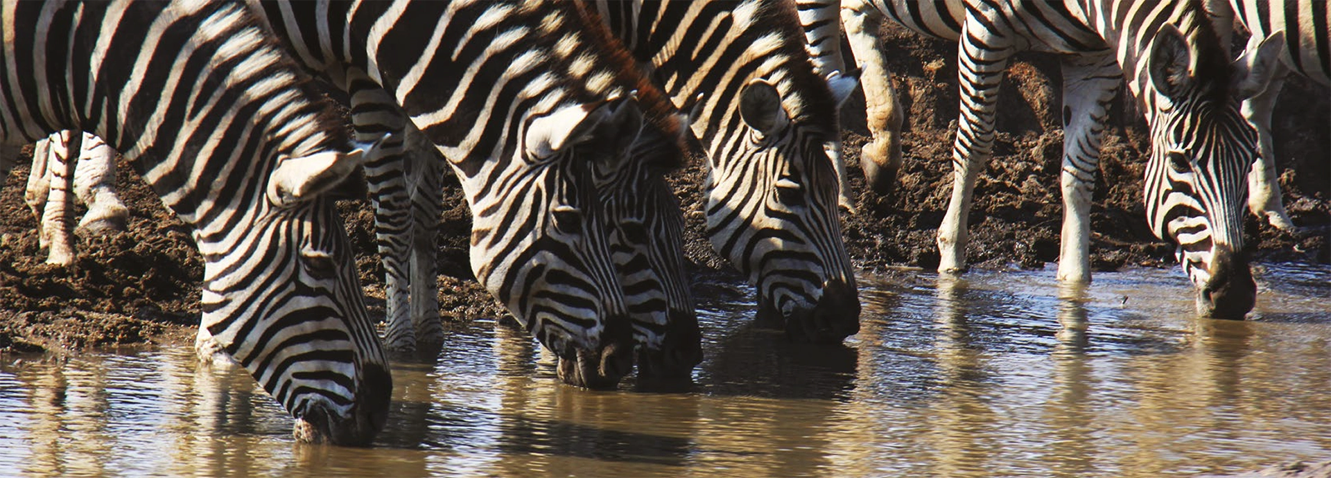 A herd of zebra drink from a waterhole in South Africa's Sabi Sabi PRivate Reserve