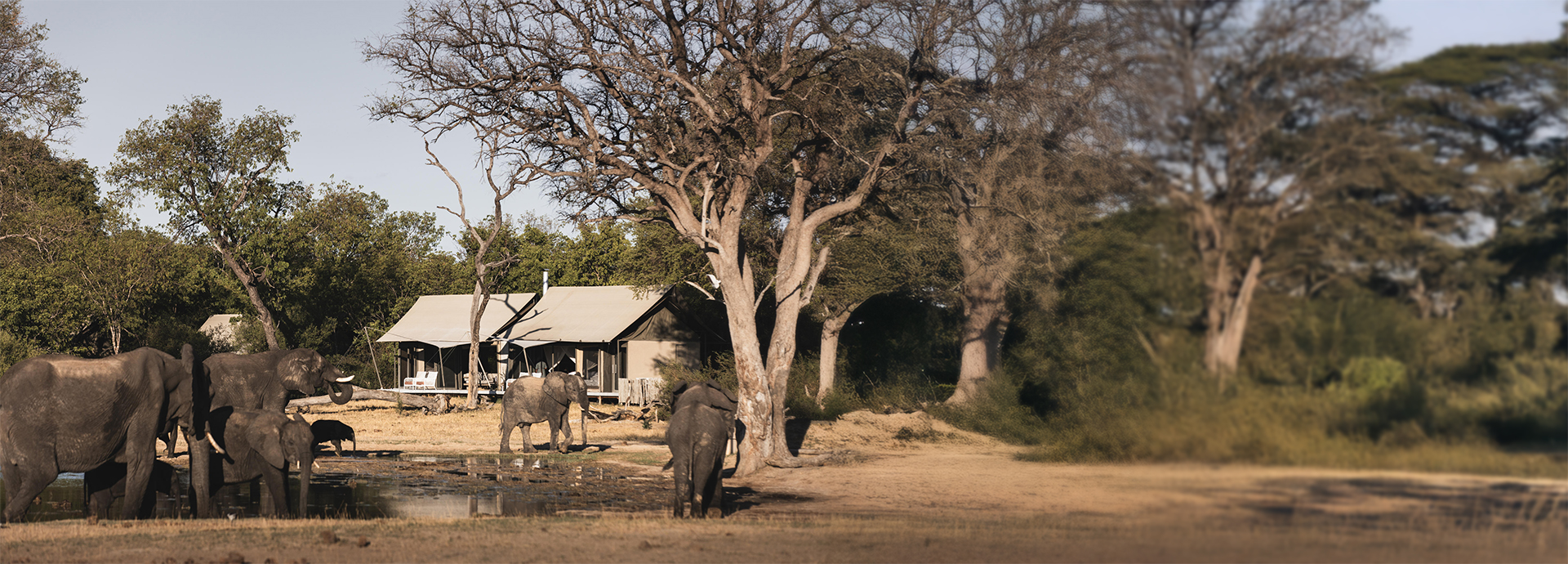 Elephants in front of Linkwasha Camp in Hwange National Park, Zimbabwe