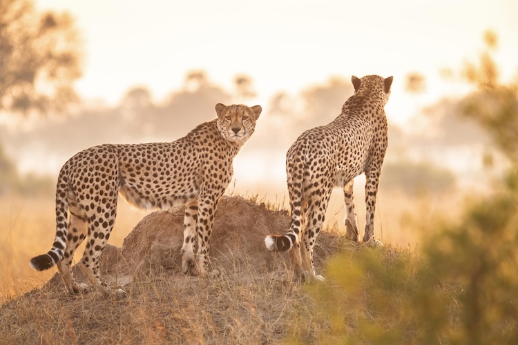A pair of cheetah in Hwange National Park, Zimbabwe