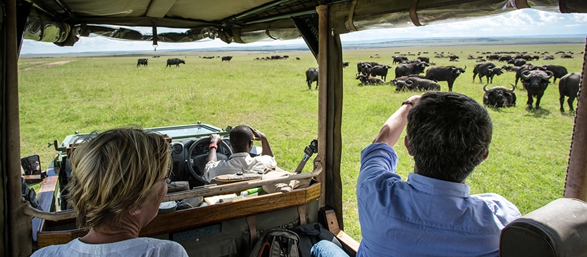 Game drive from Mara Expedition Camp in Kenya, with guests observing large herds of buffalo across the open grasslands of the Maasai Mara.